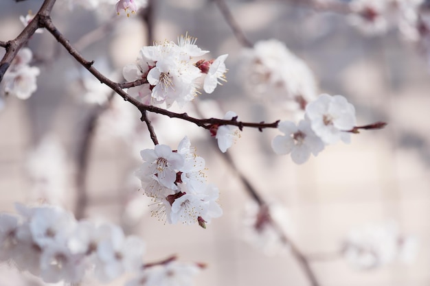 Abrikozenboombloem, seizoensgebonden bloemenaardachtergrond