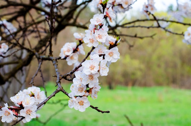 Abrikozenfruitboom die in het voorjaar bloeit