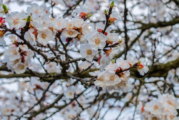 Abrikozenfruitboom die in het voorjaar bloeit