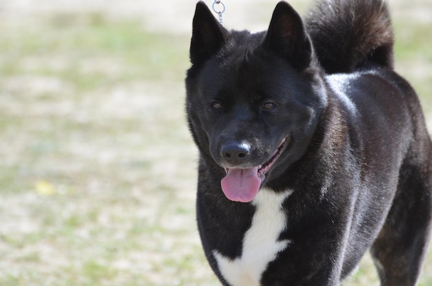 Absolutely gorgeous Akita puppy dog in a field.