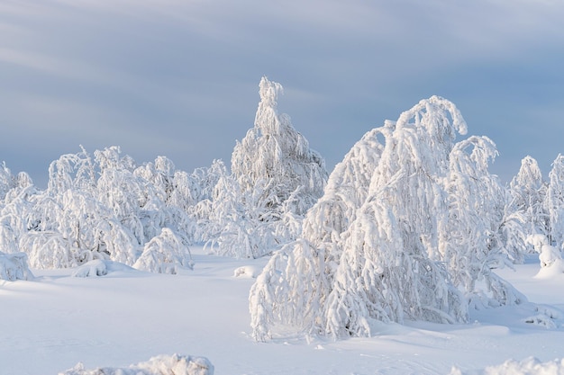 Absolutely white winter landscape with trees covered by frost in a very cold day