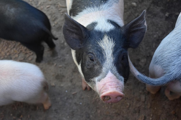 Absoluut schattig gezicht van een zwart-wit biggetje