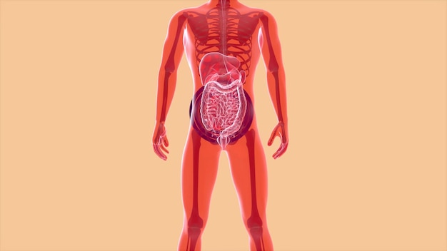 Abstract 3D anatomy of the digestive system