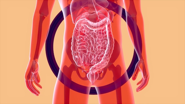 Abstract 3D anatomy of the digestive system