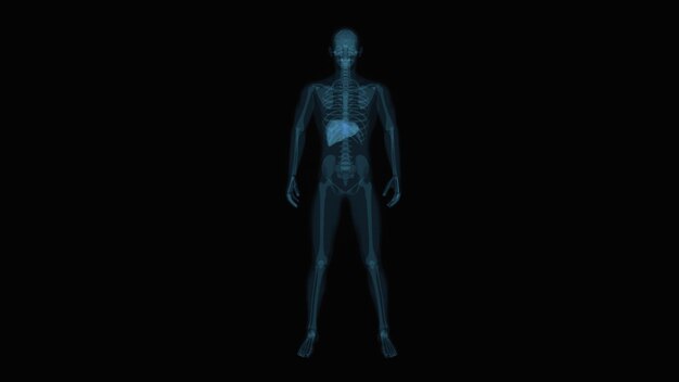 Abstract 3D anatomy of the digestive system