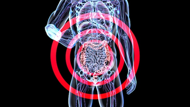 Abstract 3d anatomy view of the gut