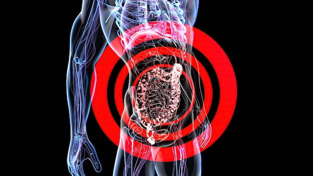 Abstract 3d anatomy view of the gut