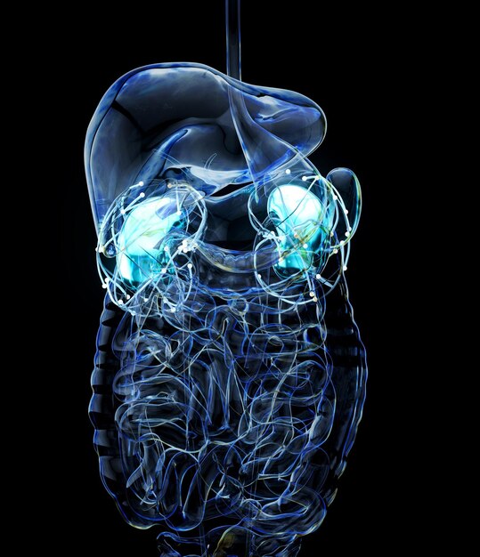 腎臓の抽象的な 3 d 解剖学ビュー