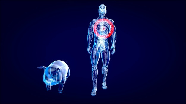 Abstract 3D illustration of a pig heart transplantationxA