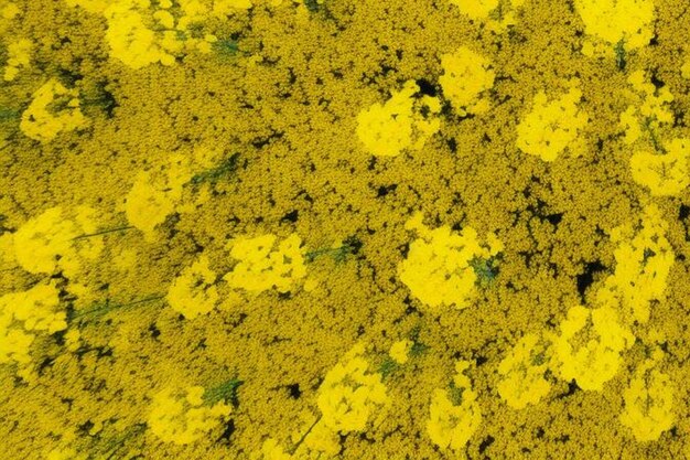 Abstract aerial top view of rapeseed field at low altitude