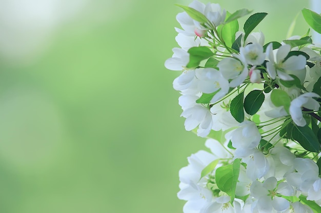 抽象的なリンゴの木の花の背景、春のぼやけた背景、花の枝