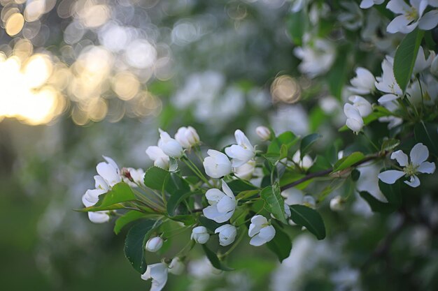 Astratto fiori di melo sfondo, primavera sfondo sfocato, rami con fioritura