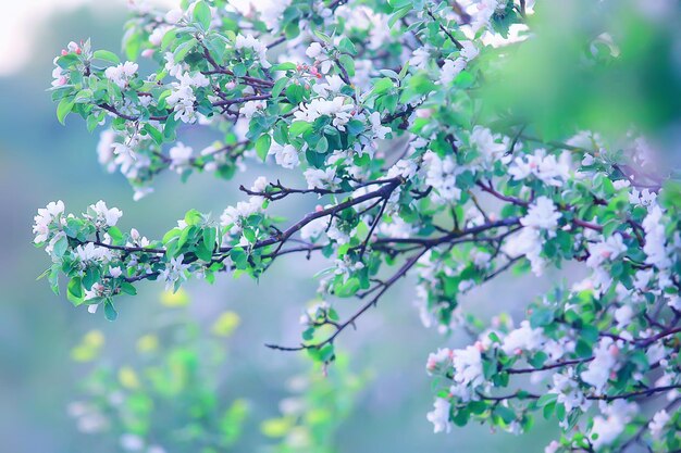 抽象的なリンゴの木の花の背景、春のぼやけた背景、花の枝