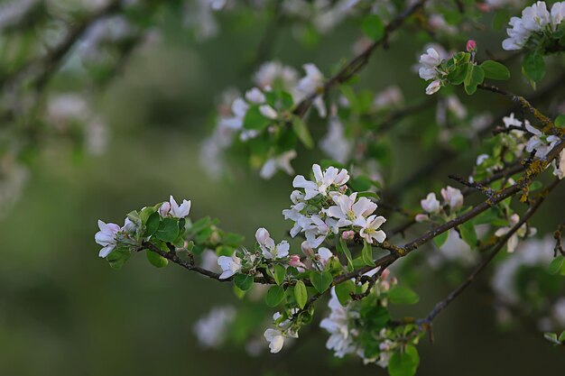 abstract apple tree flowers background, spring blurred background, branches with bloom