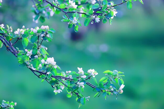 Abstract apple tree flowers background, spring blurred background, branches with bloom