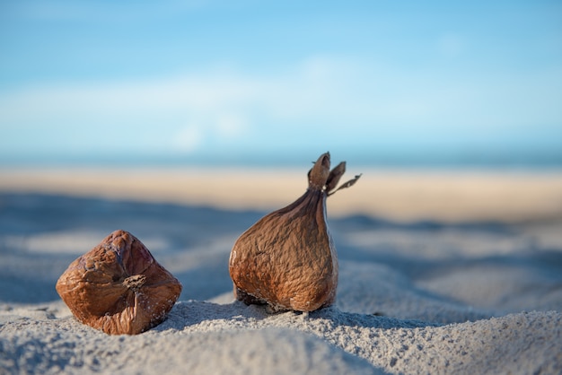 Abstract arts of coconut palm fruits on the beach for background.