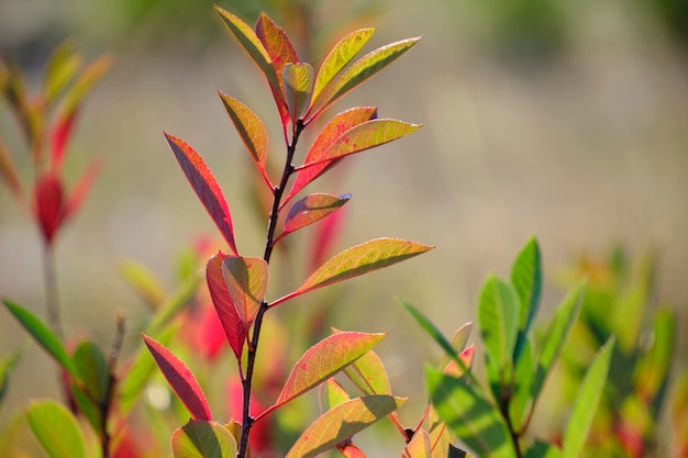 Abstract autumn background blushing foliage