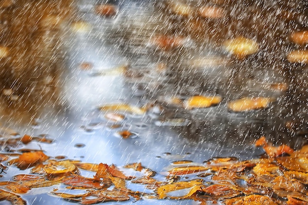 Abstract autumn background rain leaves wallpaper park