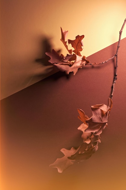 Abstract Autumn background with dramatic rays of light and long shadows between dry oak leaves Flat lay top view Fall background for social media stories Text place on layered brown orange paper