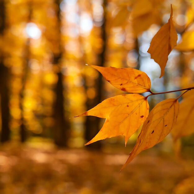 Abstract autumn background with orange leaves copy space bokeh