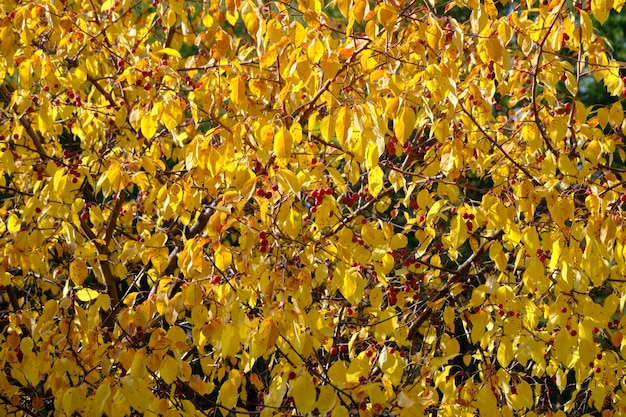 抽象的な秋の背景黄ばんだ葉と果物の野生のリンゴの木