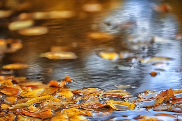 抽象的な秋の秋の背景は黄色の自然10月の壁紙季節を残します