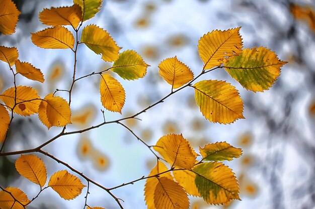 Abstract autumn fall background leaves yellow nature october\
wallpaper seasonal