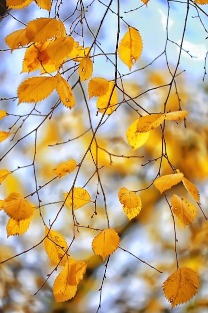 Abstract autumn fall background leaves yellow nature october\
wallpaper seasonal