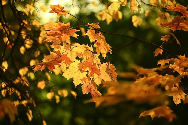 Astratto autunno autunno sfondo foglie giallo natura ottobre carta da parati stagionale