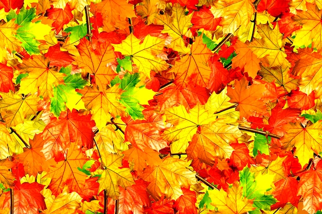 abstract background of autumn leaves of maple