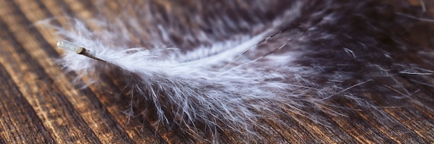 Abstract background. Banner feather bird close-up on a wooden background. Copy Space. Wallpapers for the work table or for the site. Soft selective focus.