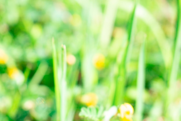 abstract background Blur photo of grass