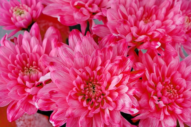 Abstract background bright red flower petals close up