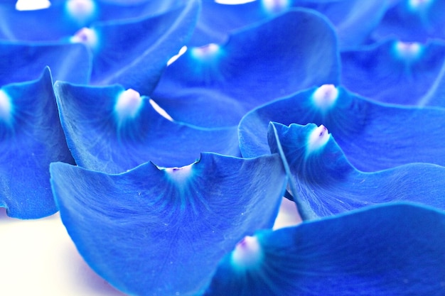 Abstract background of colored petals