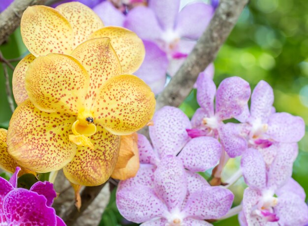 Abstract background of colorful Vanda orchids.