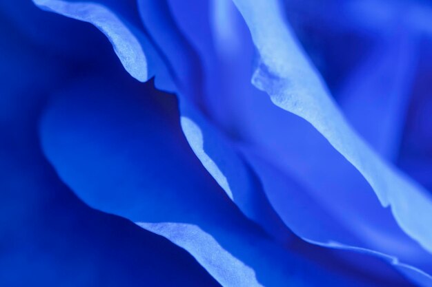 Abstract background of the delicate blue petals of the rose Detail of the flower