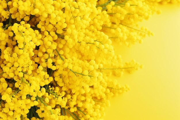 Photo abstract background design hd light immortelle yellow color