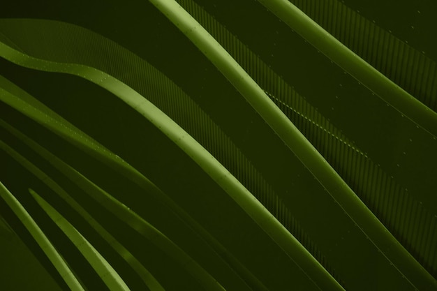 Abstract Background Design HD Summer Green Color