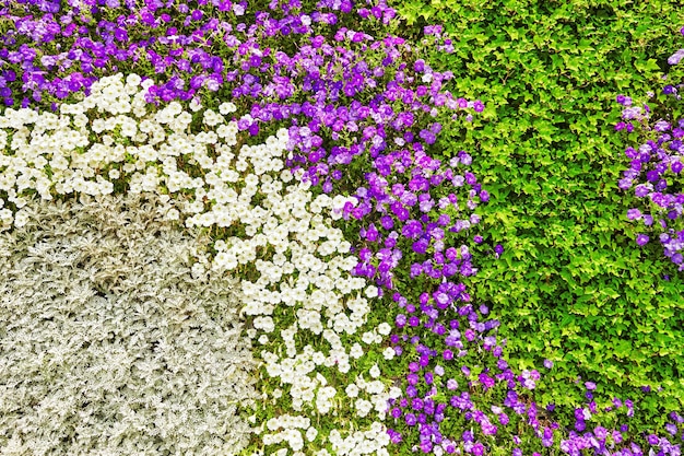 Abstract background of flowers (petunia ). Close-up.