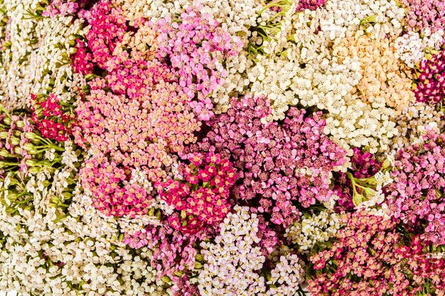 Foto sfondo astratto di fiori yarrow closeup