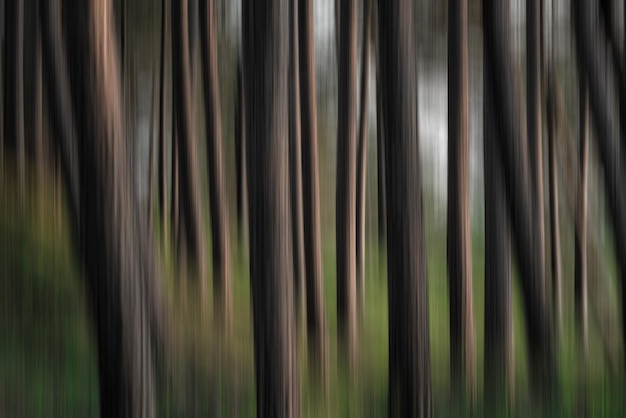 Foto bosco di sfondo astratto