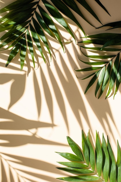 Abstract background of fresh palm leaves and shadows on the beige wall