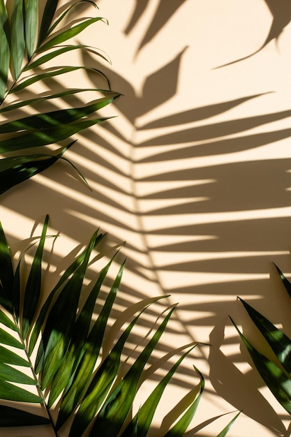 Abstract background of fresh palm leaves and shadows on the beige wall