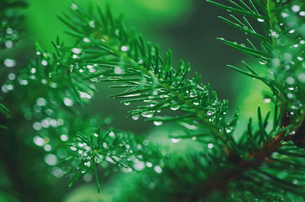 Abstract background from conifer evergreen pine tree branches with dew water drops natural outdoor hipster concept