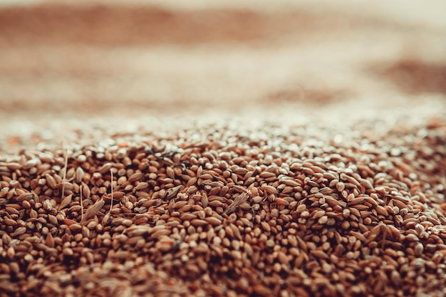 Abstract background grain harvested harvest