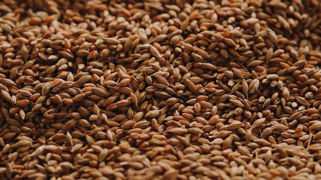 Photo abstract background grain harvested harvest