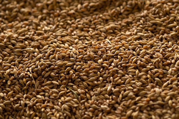 Photo abstract background grain harvested harvest