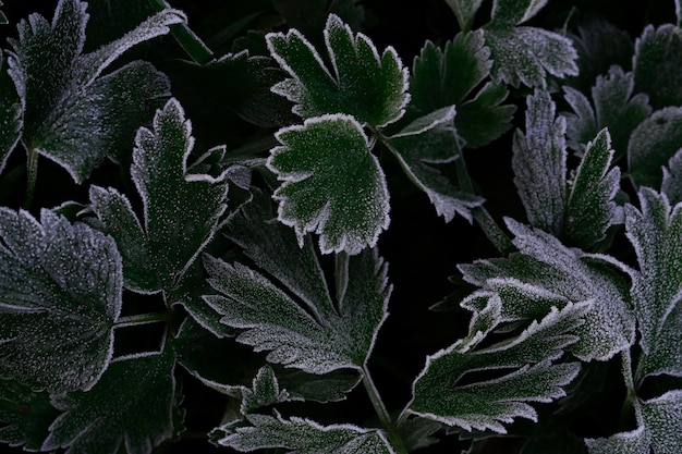 Abstract background of green textured leaves of plants with white frost