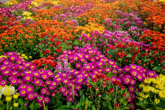 色とりどりの花の抽象的な背景画像