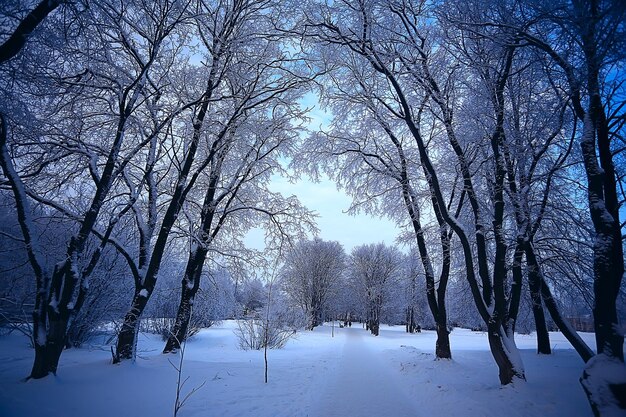 abstract background landscape winter forest / frost-covered tree branches, snowy weather christmas background